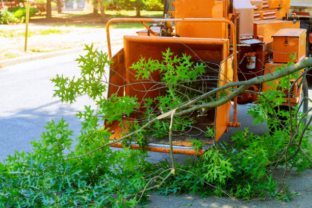 Lawn Renovation and Restoration in Dassel, MN