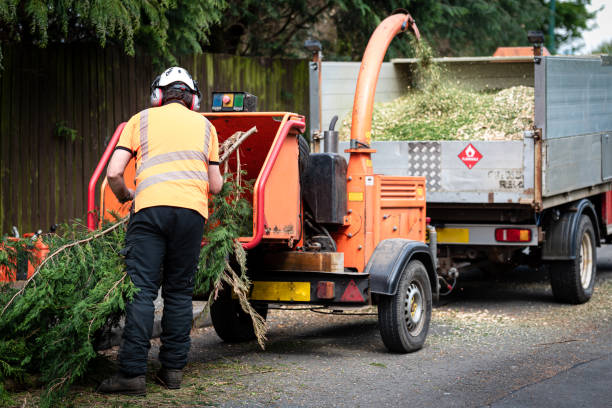 Best Root Management and Removal  in Dassel, MN
