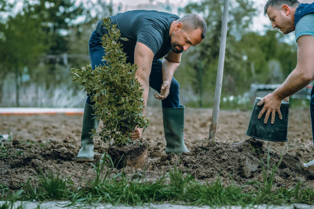 Best Tree Cabling and Bracing  in Dassel, MN