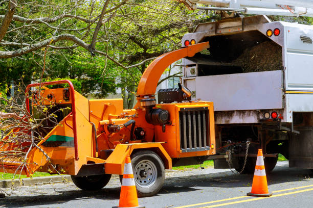 How Our Tree Care Process Works  in  Dassel, MN