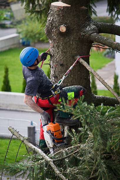 Best Commercial Tree Services  in Dassel, MN