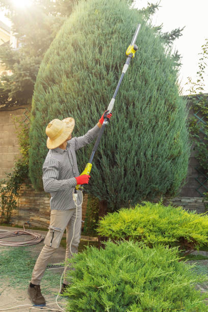 Best Tree Preservation Services  in Dassel, MN