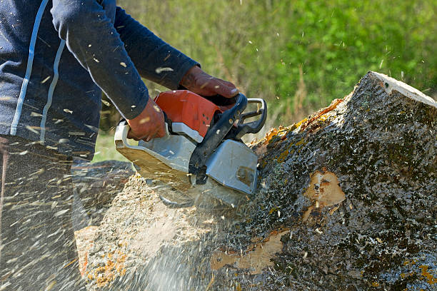 Trusted Dassel, MN Tree Services Experts