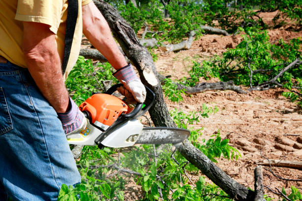 Best Leaf Removal  in Dassel, MN